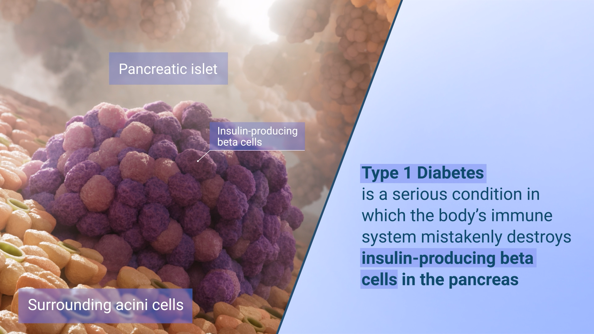 Pancreatic islet image