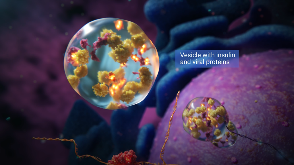 vesicle with insulin and viral proteins