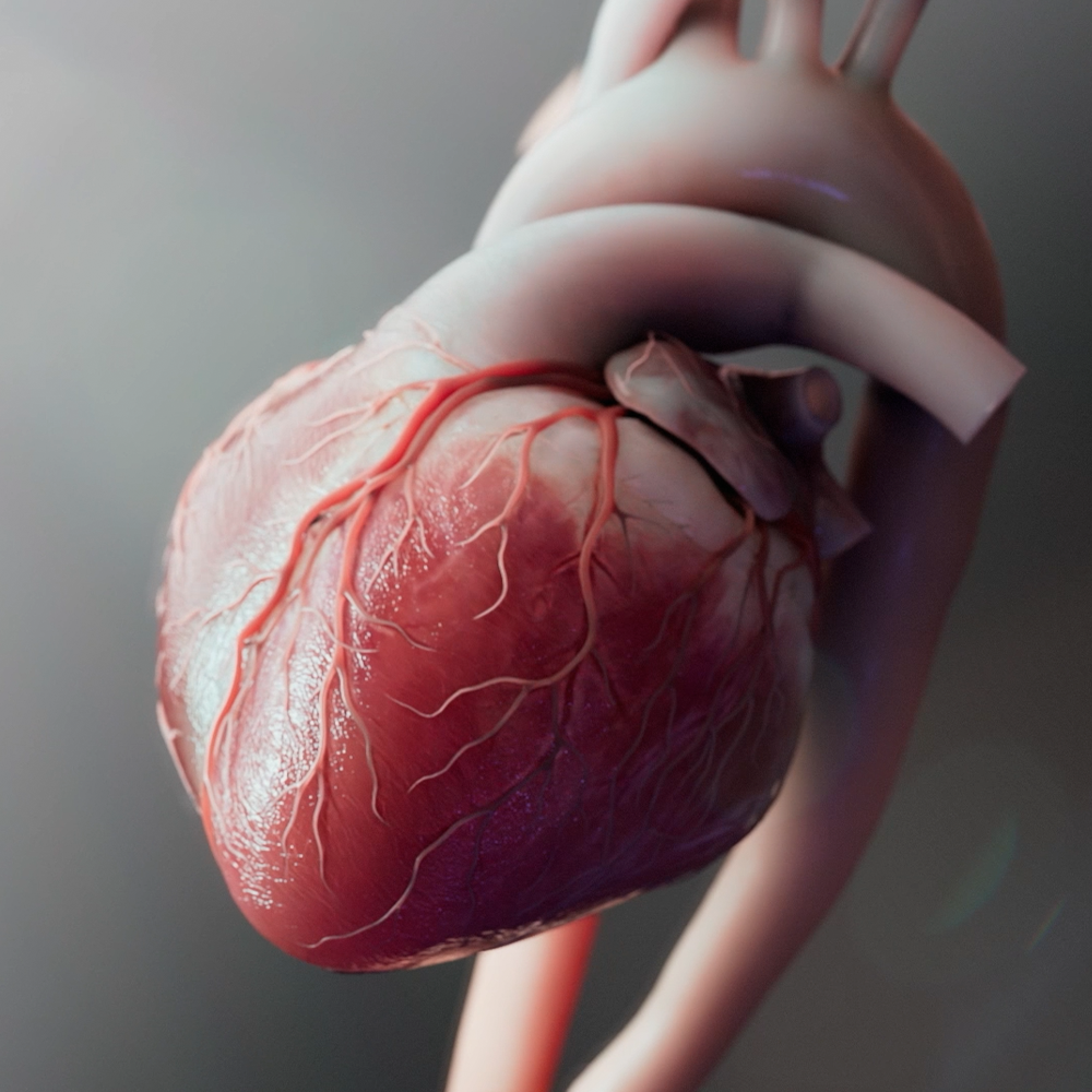 Visualizing a Novel Path Through the Heart